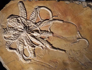 Exemple d'un fossile de Lys de Mer
