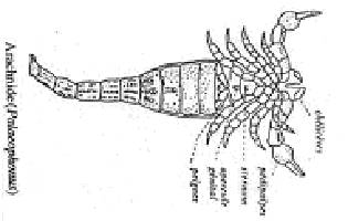 l3-paleontologie-chap2-evolutiongeneralebiosphere