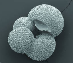 Foraminifère en microscopie
