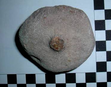 Fossile de spongiaire : Siphonia