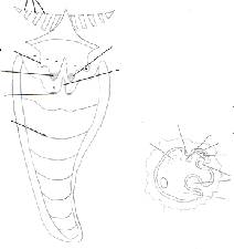 l3-paleontologie-tp7-gastéropode